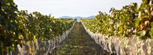 Our signature Blaufränkisch vineyard in 2011