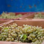 Hand picking and sorting of the grapes in the vineyard allows us to continue to work with the grapes to our liking