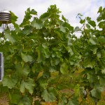 Current weather data are needed for timely treatment and prevention of vine diseases