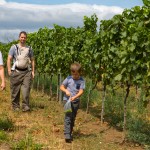 From August we regularly monitor changes in the content of sugar, as well as total acidity and malic acid in the ripening grapes